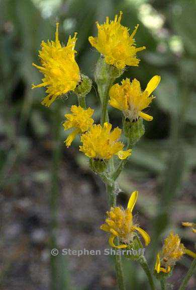 senecio scorzonella 3 graphic